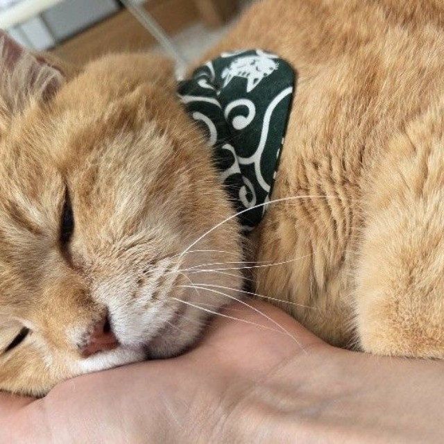 満足するまで飼い主さんに甘える日々