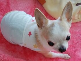 とても人懐っこいチワワ「くりん」　おやつ当てが得意だよ