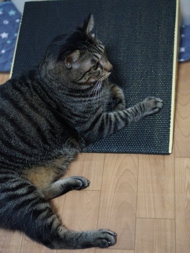 「完成したか」。妙にくつろいでいます、用途が違うんですけど……