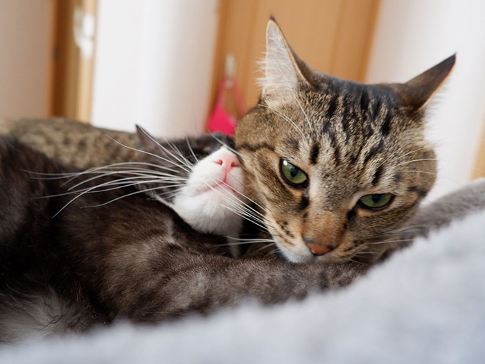 「……という感じで、僕を中心に、家族みーんな仲良しです　BYちくわ」（さわたさん提供）