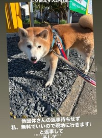 柴犬は難しい子が多くかむ子もいるが、幸い穏やかないい子だったというケンタくん（「lien(リアン)」さん提供、Instagramよりキャプチャ撮影）
