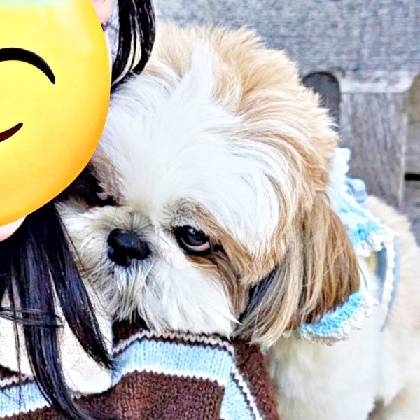 ツンデレ炸裂！ 飼い主さんをチラ見するズシくん（画像提供：シーズーのズシさん）