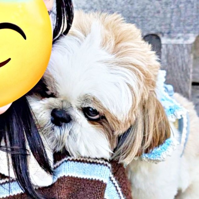 ツンデレ炸裂！ 飼い主さんをチラ見するズシくん（画像提供：シーズーのズシさん）