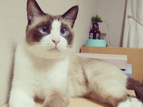 え、呼んでないよ？　まん丸寄り目のシャムMIX「マッサマン」