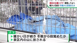 仙台・泉区の公園で目撃されたクマ　捕獲され山に放される
