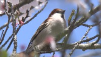 鳥たちの保全を考えるバードウイーク　～春から初夏の野鳥たち～　岡山