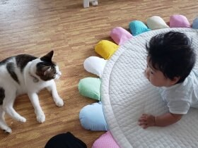 子どもと猫の信頼関係を作るには　手をとり一緒になでて猫の触り方を教えることも大切