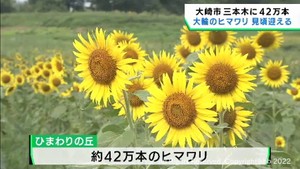 ４２万本が咲き誇る　三本木ひまわりの丘　宮城・大崎市　