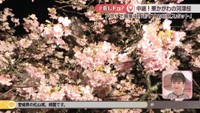 【中継】河津桜で春を先取り！特産品やスイーツ販売も　湊川河津桜まつり　香川・東かがわ市〈#推しドコ？〉