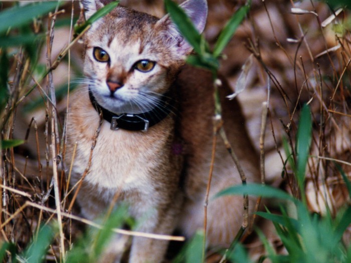 時々出してもらえるお庭を探検！