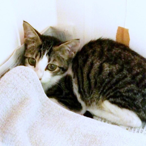 お迎え当初、ケージの隅っこで外の様子をうかがうゴローちゃん（画像提供：KIYOKOさん）