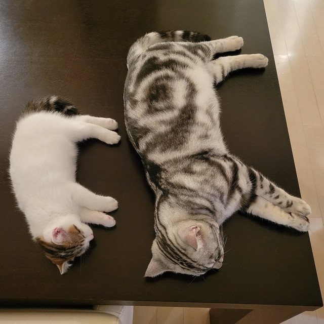親子でシンクロ寝＝わらよも！アメショわらび&スコよもぎ(Warabi & Yomogi)さん（@WarabiSuperCat）提供

