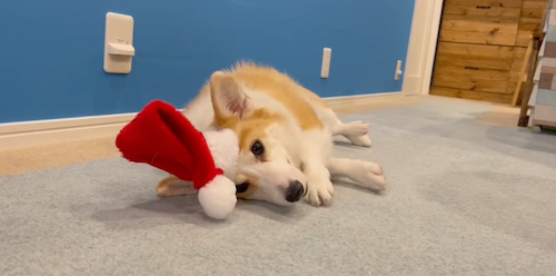 はしゃいでいたのに急に電池切れ＝つむぎ＠コーギーさん（@corgi_tumugi）提供