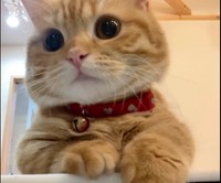 ドアップで見守るぷーちゃん（提供：ぷっちょ🐈さん）