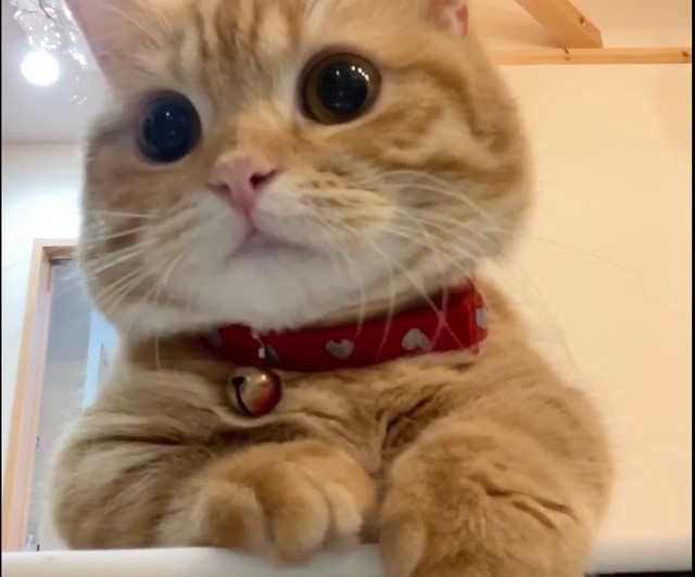 ドアップで見守るぷーちゃん（提供：ぷっちょ🐈さん）