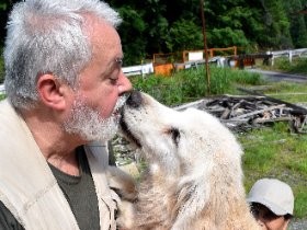 ゴールデンの災害救助犬グーニー、熊本地震で奮闘