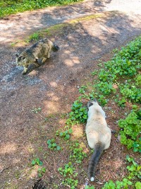 ファーファくん「無視無視〜♫」ボンボンくん「……よし、バレてないようだにゃ」（提供：もも　と　みらいさん）