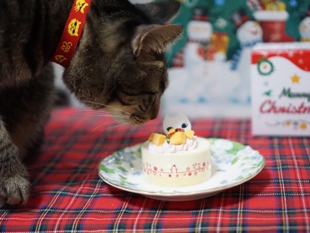 猫にクリスマス ケーキを奮発 喜んだ愛猫は子どものように 犬 猫との幸せな暮らしのためのペット情報サイト Sippo