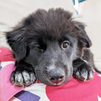 子犬時代、あどけない表情が愛らしいソルちゃん（画像提供：tantarou たんたろうさん）
