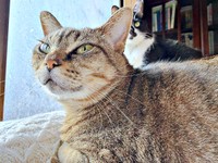 病院に行ってご機嫌斜めになったけれどーー飼い主さんと「和解」したさくらちゃん（画像提供：どっちさん）