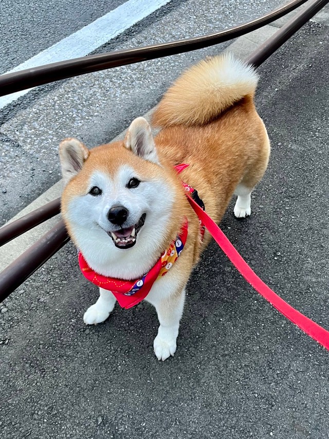 散歩中もニッコニコ（提供：祥&柴犬のまるちゃんさん）