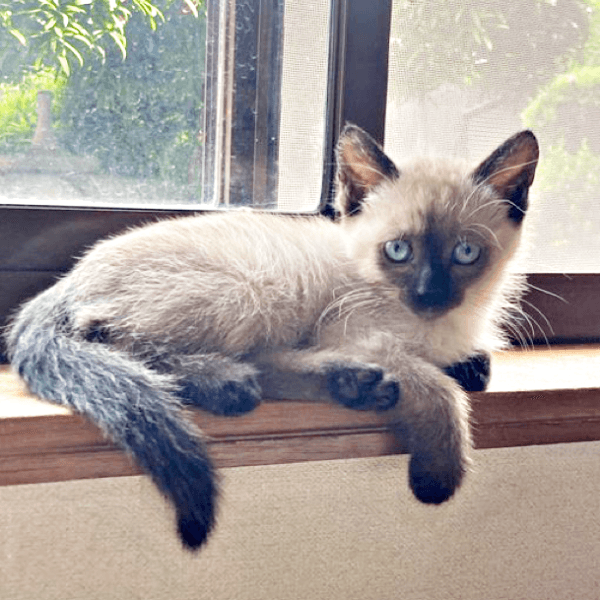 保護時、暗めの被毛だったおこげちゃん（画像提供：コハちゃん）