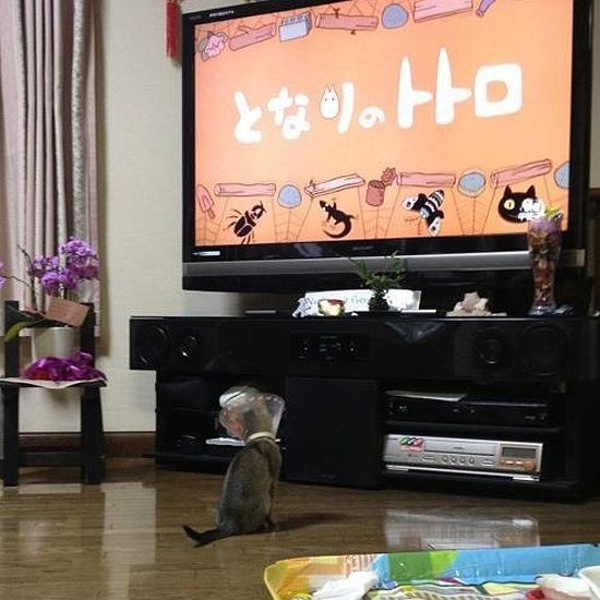 トットロ、トトロ～（提供写真）