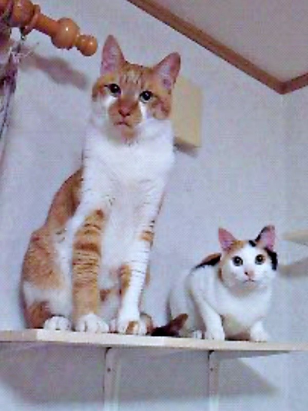 兄猫・ニャン吉くん（左）と1歳ころのみゅうちゃん（画像提供：こまちさん）