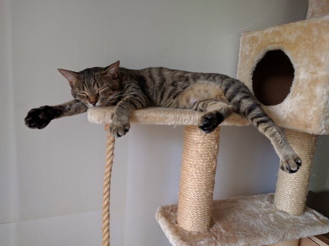 空飛ぶ夢を見ているのか・・・