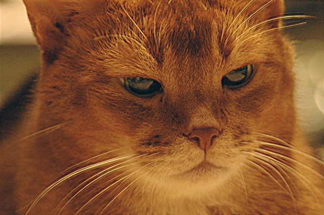 猫と犬、肥満治療注射を受ける時代に！？