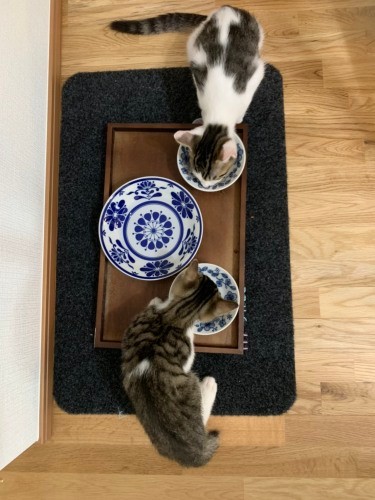 上から見た２匹の食事風景。顔は似ているけど、体の模様はかなり違います（うえみさん提供）