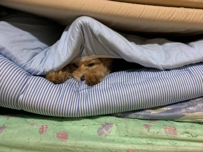 寝る時は挟まりたい（ＣＡＰＰチーム提供）