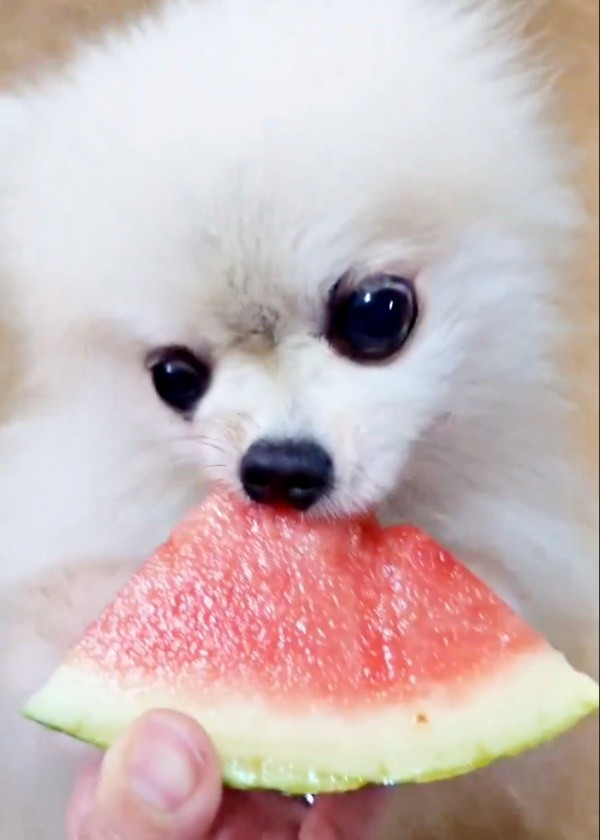 スイカを食べるこまちちゃん（画像提供：comatemaさん）