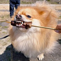 「おいしい！」 牛串に大興奮するもんたくん（画像提供：もんたさん）