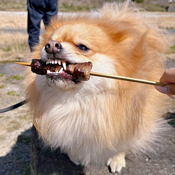 「おいしい！」 牛串に大興奮するもんたくん（画像提供：もんたさん）