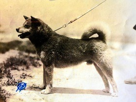 柴犬のルーツ、島根にいた　約90年前に生まれた石州犬