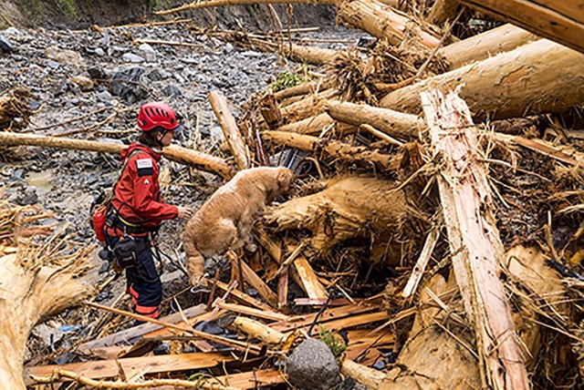 流木の山の隙間を入っていくハルク