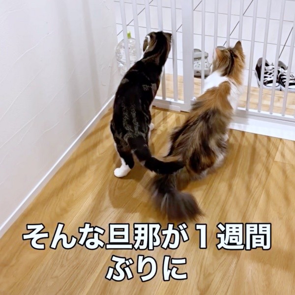 玄関に気配を感じて妹猫と一緒に駆けつけたこたろうくん（画像提供：こたとつーちゃんと時々おたまさん）