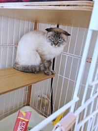 保護後、ケージの奥で警戒心をあらわにするふぅさん（画像提供：北田千尋さん）