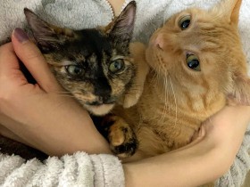 動物のために何かしたい、法人を設立　「みんなで協力しあえば大きな力になる」