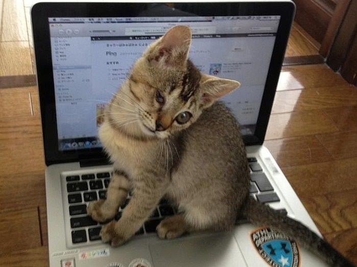 翔君、私と会った時「虎の赤ちゃん」だと思ったんだって、にゃはは（提供写真）