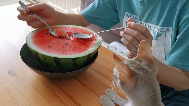 食べないのに人間の食べ物に興味津々だというルルちゃん。「ただ、魚だけは例外でめちゃくちゃ奪いにきます…」（提供：る さん）
