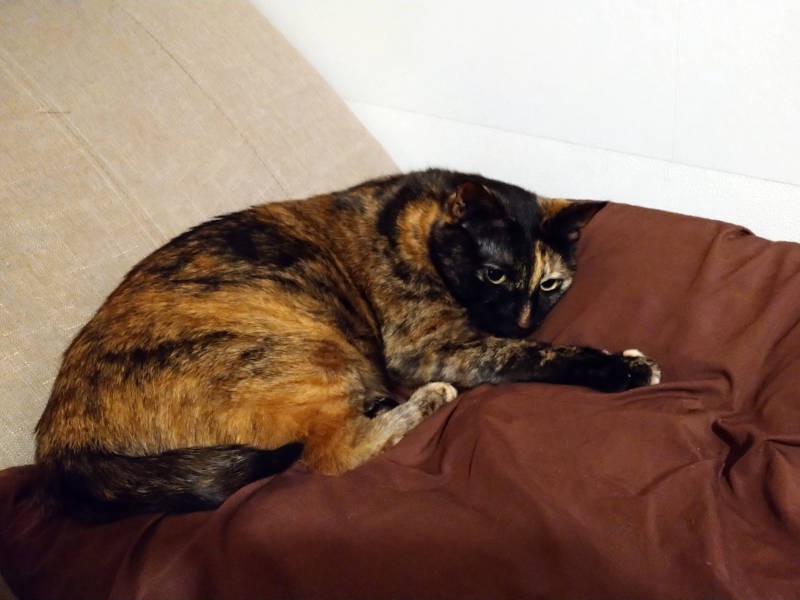 優しい表情（？）で娘を見つめるあんず