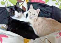 仲良く添い寝する朔ちゃん（左）と先住猫のアメリちゃん（右）（画像提供：cittaちゃん）