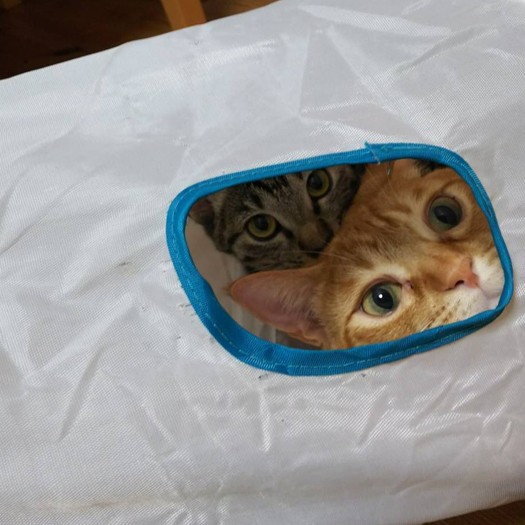 室内のトンネルで遊ぶ「こむぎ」と「ほたる」