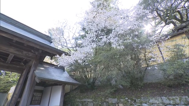 桜の名所・金刀比羅宮の“名のない桜”　品種が判明し「八少女」と命名　香川
