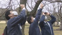岡山地方気象台の職員が開花を確認（岡山後楽園）