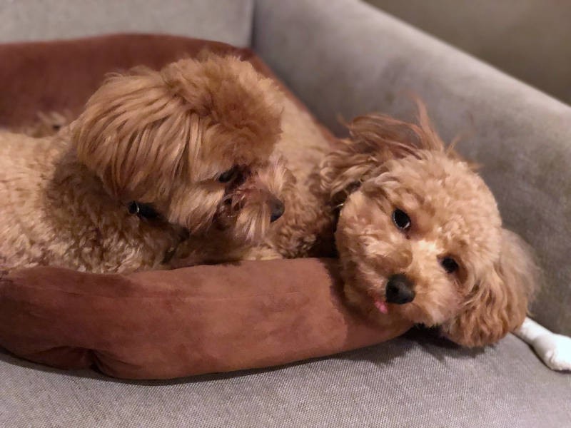 ２匹でコソコソ何かを相談中？（飼い主さん提供）