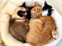 みんなで仲良く丸まって眠る様子（提供：ソレイユさん）