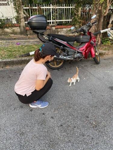 マレーシアの猫も、人間によく慣れている（りょこさん提供）